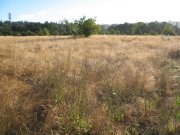 7.27.06 Oaks Bottom 027 